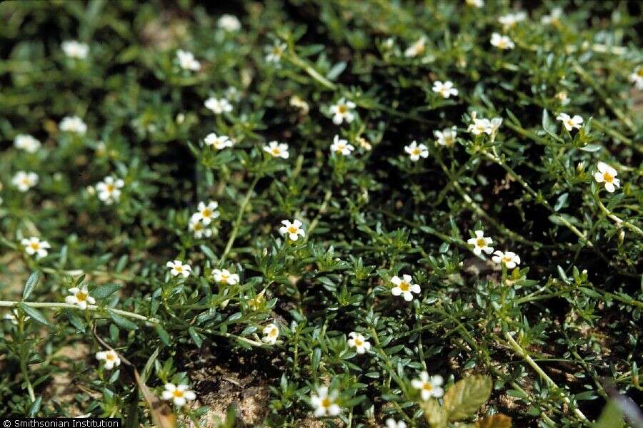 Image of Antilles Heliotrope