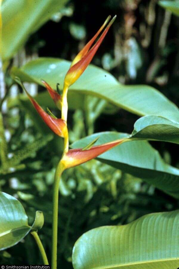 Plancia ëd Heliconia latispatha Benth.