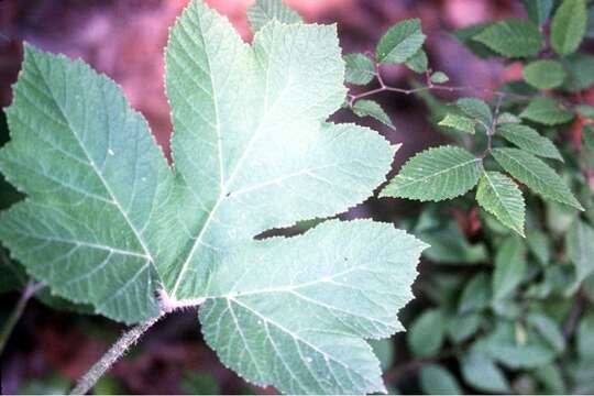 Imagem de Heracleum sphondylium subsp. montanum (Schleicher ex Gaudin) Briq.