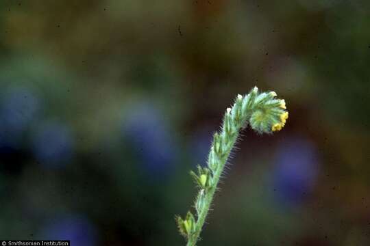 Image of bristly fiddleneck