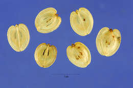 Image de Heracleum sphondylium subsp. montanum (Schleicher ex Gaudin) Briq.