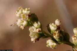 Image of New Mexico alumroot