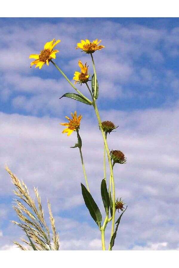 Image of Nuttall's sunflower