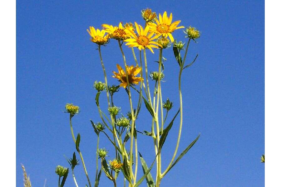 Image of Nuttall's sunflower