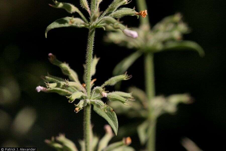 Image of oblongleaf false pennyroyal