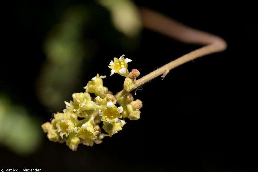 Image of littleflower alumroot