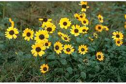 Image of prairie sunflower