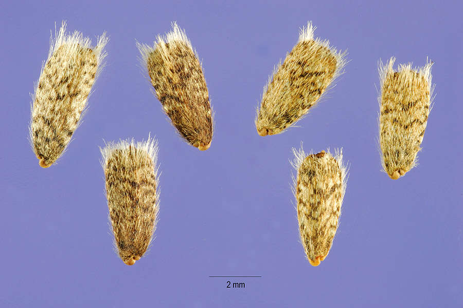 Image of prairie sunflower