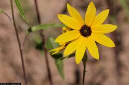 Image of prairie sunflower