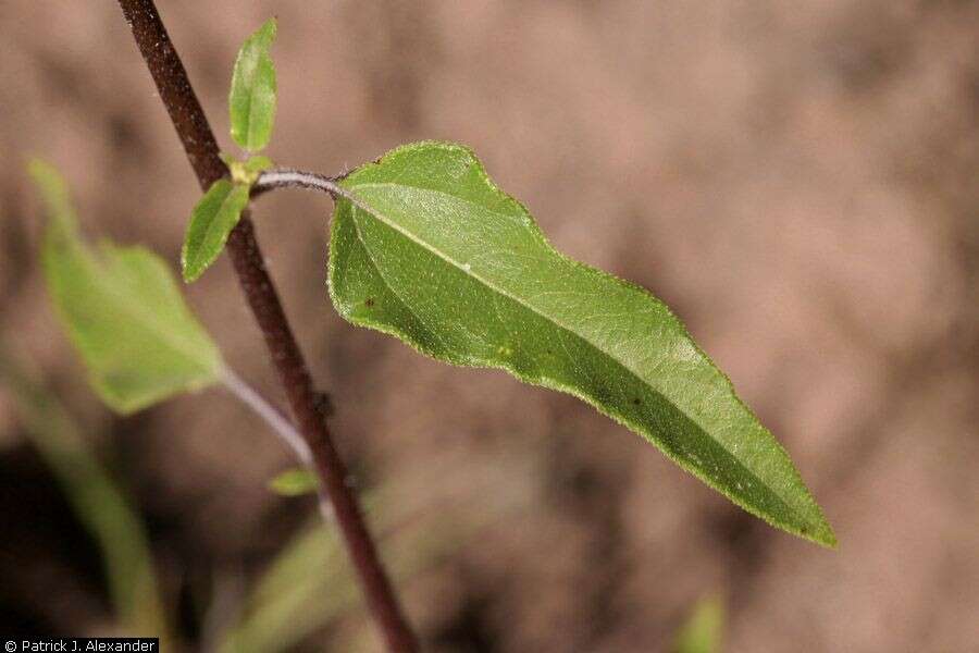 Image of prairie sunflower