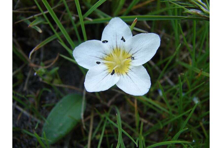 Слика од Hesperochiron pumilus (Griseb.) Porter