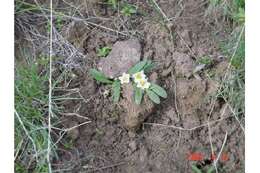 Image of Dwarf Monkey-Fiddle