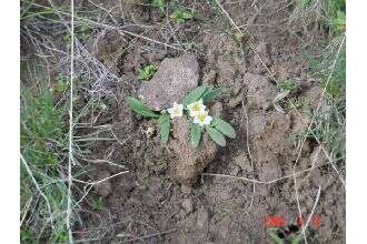 Слика од Hesperochiron pumilus (Griseb.) Porter