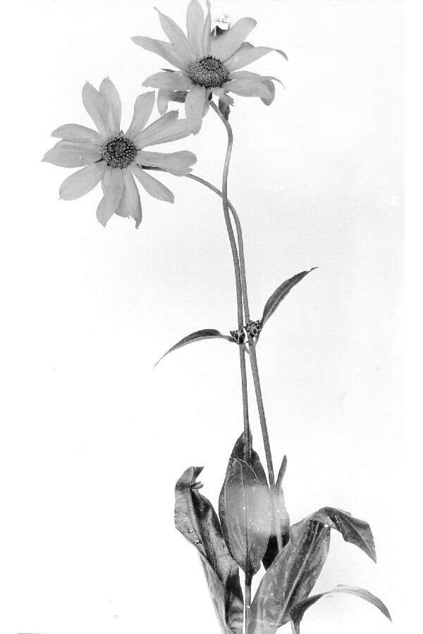 Plancia ëd Helianthella quinquenervis (Hook.) A. Gray