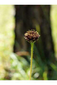 Image of Rayless Sunflower