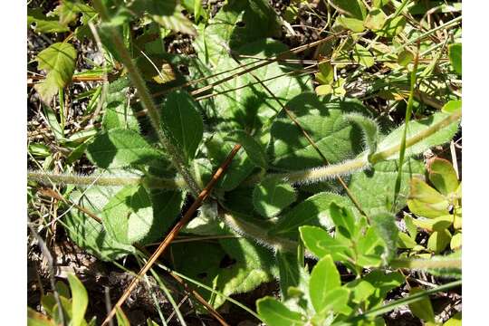 Image of Rayless Sunflower