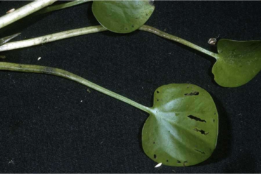 Image of kidneyleaf mudplantain