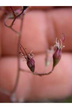 Image of pink alumroot