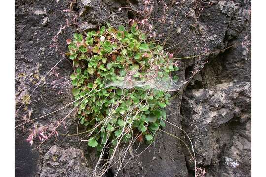 Image of pink alumroot