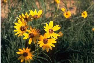 Plancia ëd Helianthus salicifolius A. Dietr.