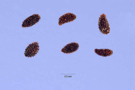 Image of coral bells
