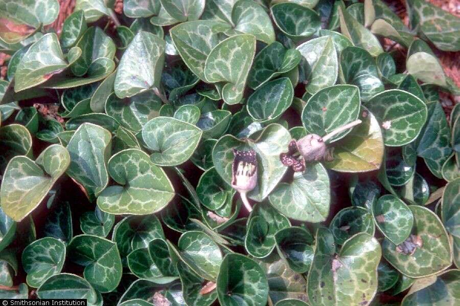 Image of largeflower heartleaf