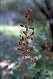 Image of Spiked Crested-Coralroot