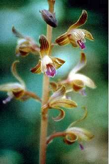 Image of Spiked Crested-Coralroot