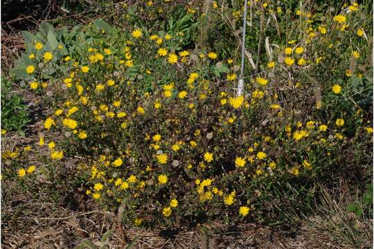 Image of camphorweed