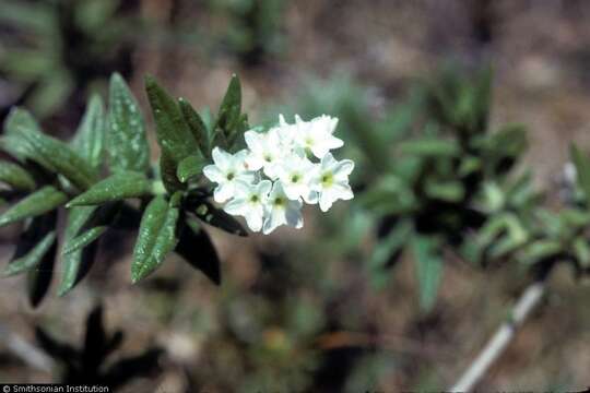 Image of bushy heliotrope