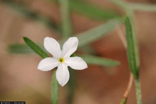 Image of pasture heliotrope