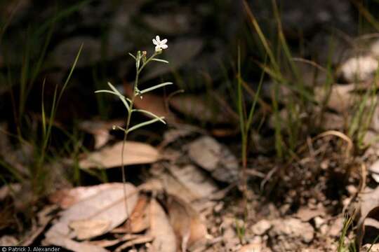 Euploca tenella (Torr.) Feuillet & Halse resmi