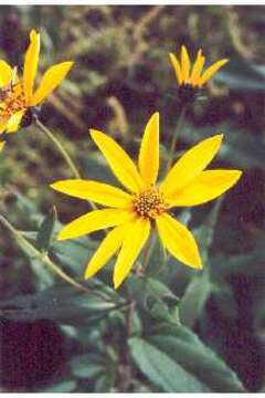 Image of Jerusalem artichoke