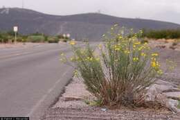 Image of hairy false goldenaster