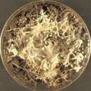 Image of Microsporum gypseum (E. Bodin) Guiart & Grigoraki 1928