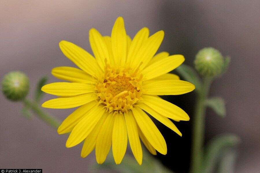 Image of hairy false goldenaster