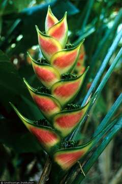 Heliconia wagneriana Petersen的圖片