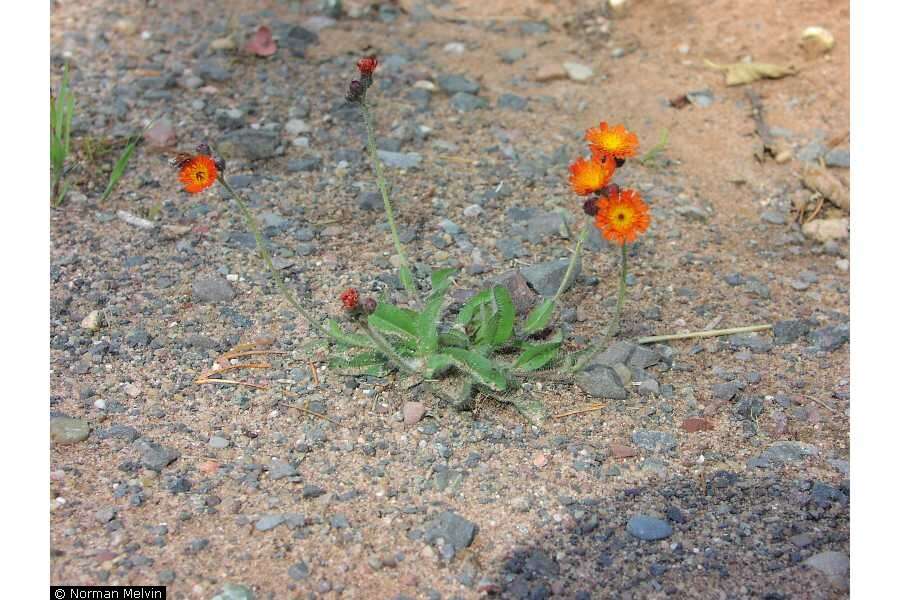 Image de Pilosella aurantiaca subsp. aurantiaca