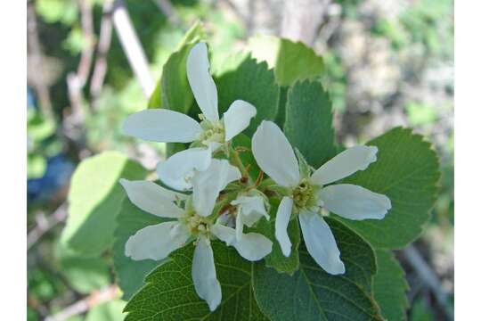 Image of Utah serviceberry