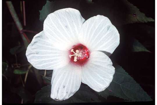 Image of halberdleaf rosemallow