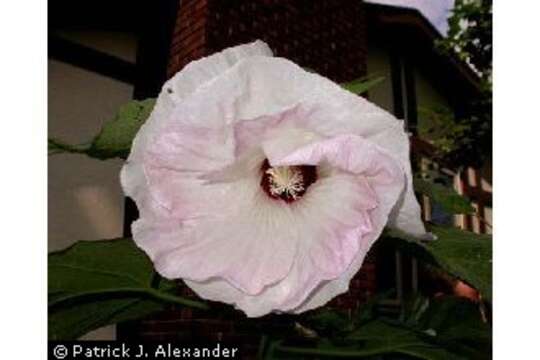 Image of crimsoneyed rosemallow