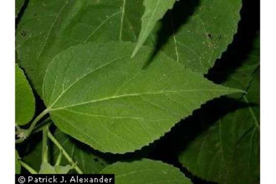 Image of crimsoneyed rosemallow