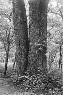 Image of Red Hickory