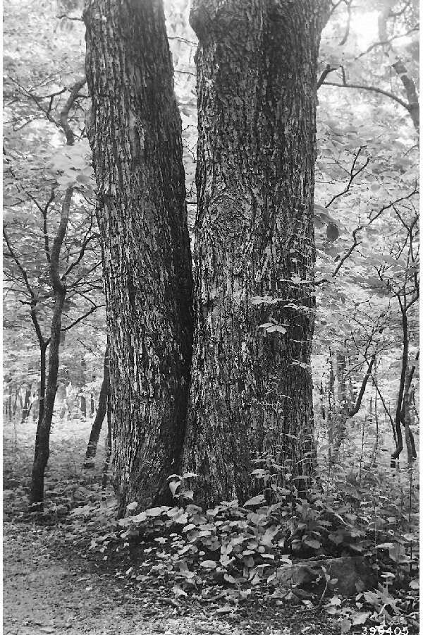 Image of Red Hickory