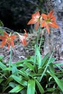 Imagem de Hippeastrum puniceum (Lam.) Voss