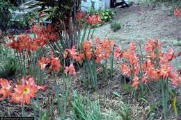 Imagem de Hippeastrum puniceum (Lam.) Voss