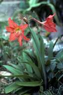 Imagem de Hippeastrum puniceum (Lam.) Voss