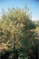 Image of Sea-buckthorn