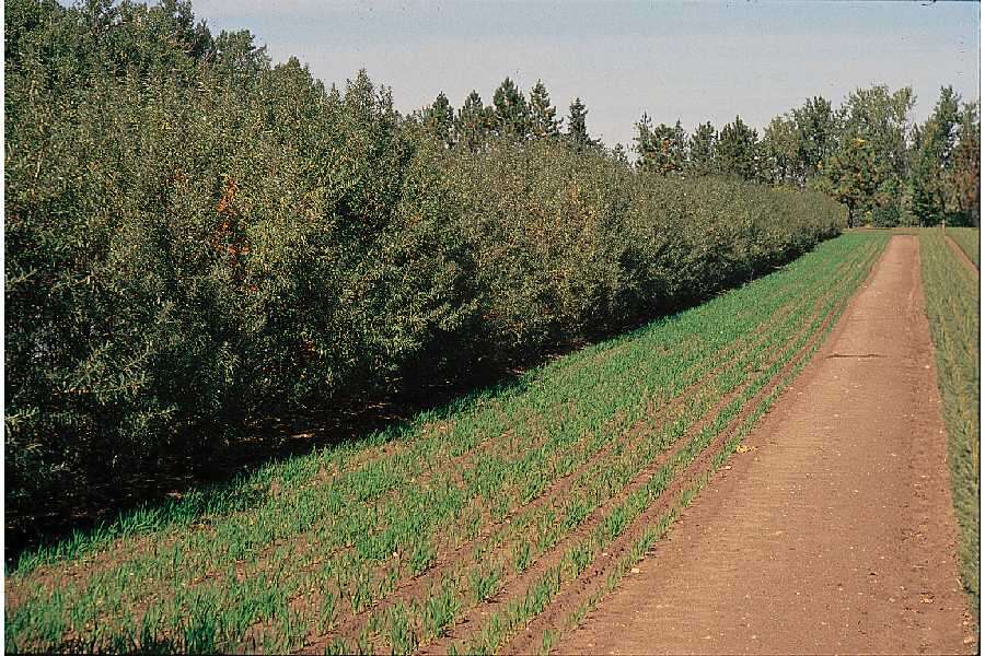 Image of Sea-buckthorn