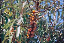 Image of Sea-buckthorn